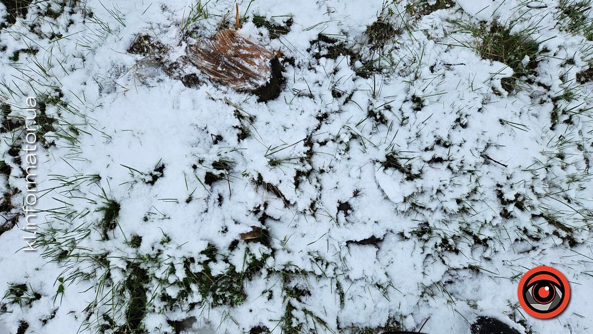 Мораторій на вирубку дерев - лише замилювання очей: на дамбі у Коломиї зрізали берези 9