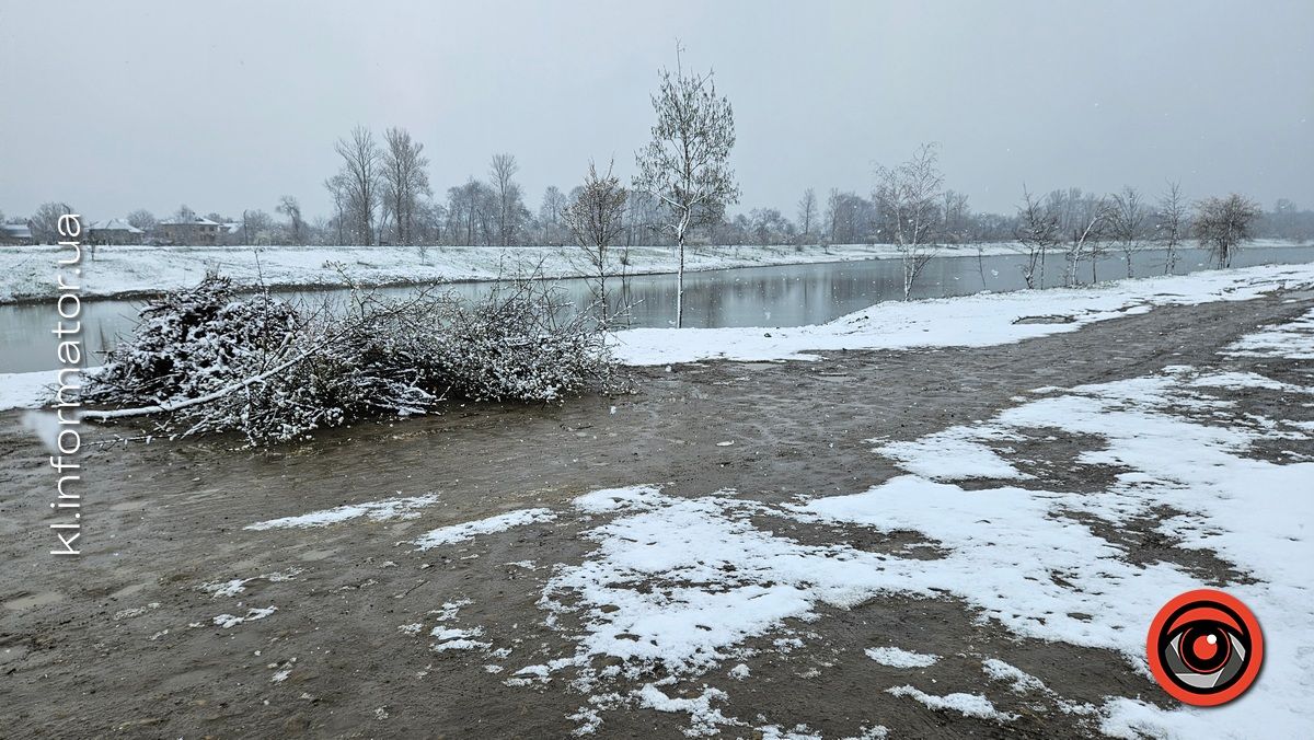Мораторій на вирубку дерев - лише замилювання очей: на дамбі у Коломиї зрізали берези 16