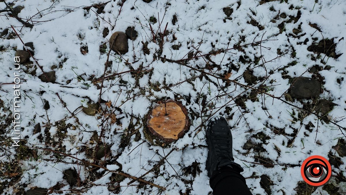 Мораторій на вирубку дерев - лише замилювання очей: на дамбі у Коломиї зрізали берези 5