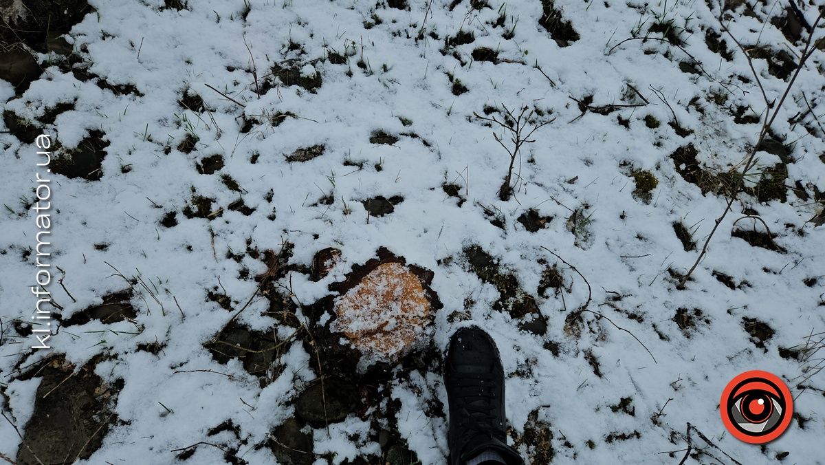 Мораторій на вирубку дерев - лише замилювання очей: на дамбі у Коломиї зрізали берези 17