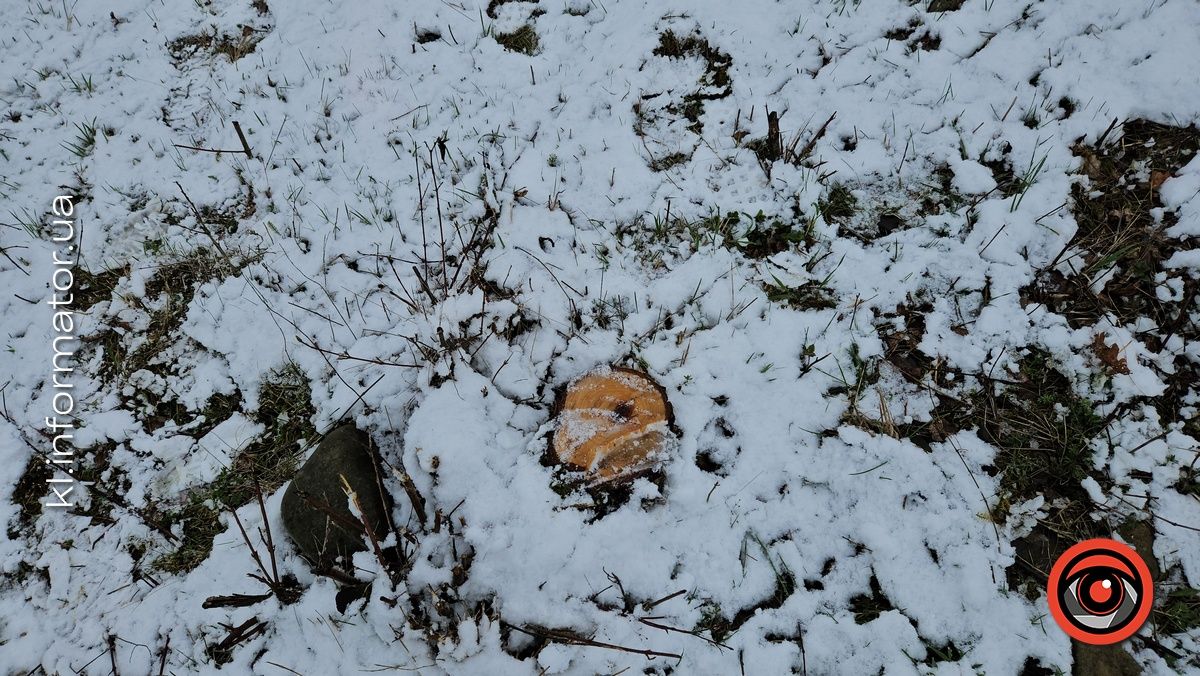 Мораторій на вирубку дерев - лише замилювання очей: на дамбі у Коломиї зрізали берези 7