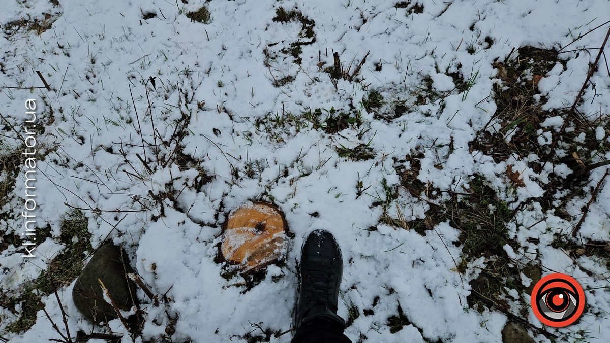 Мораторій на вирубку дерев - лише замилювання очей: на дамбі у Коломиї зрізали берези 10