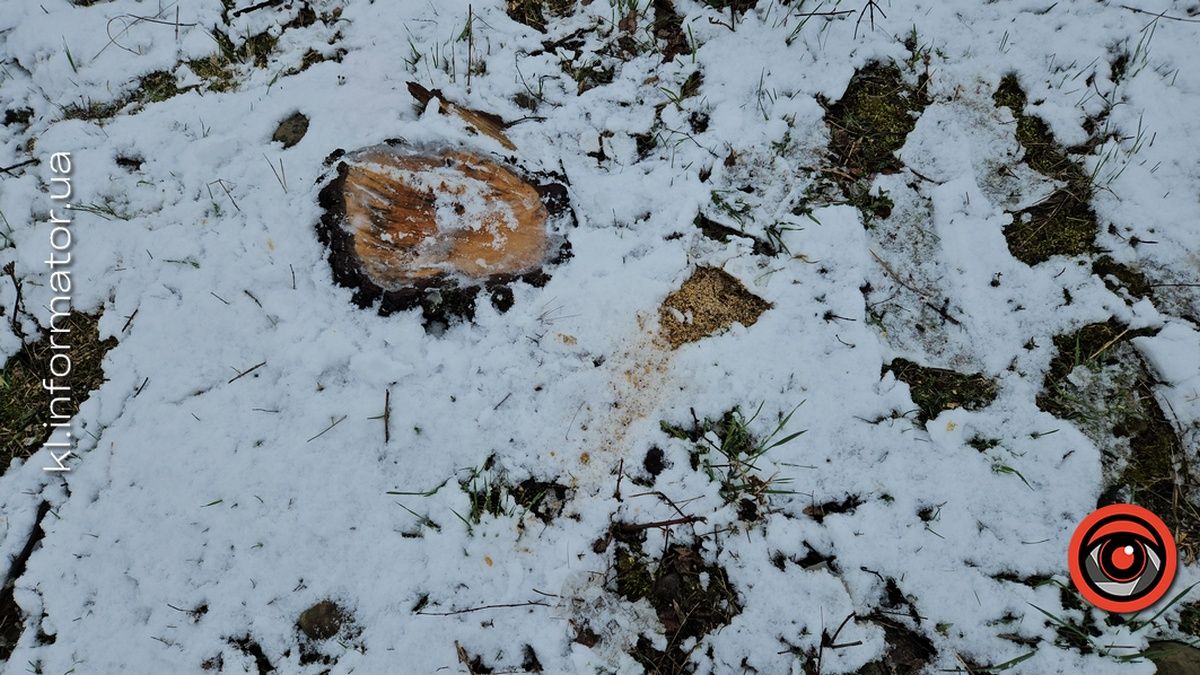 Мораторій на вирубку дерев - лише замилювання очей: на дамбі у Коломиї зрізали берези 6