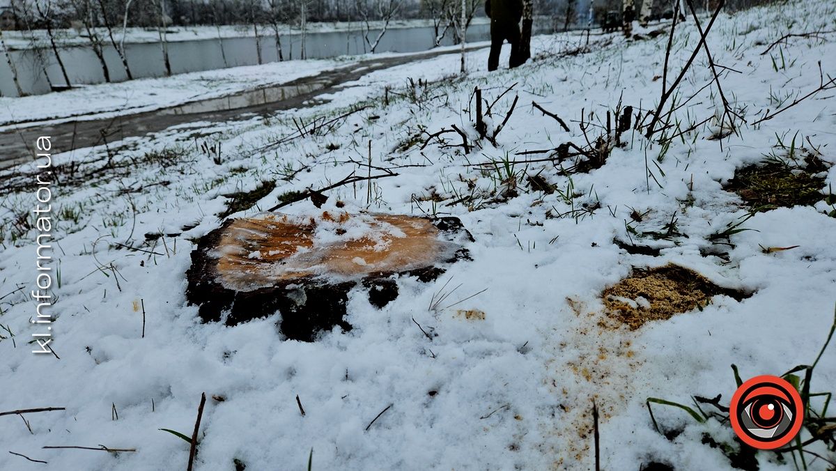 Мораторій на вирубку дерев - лише замилювання очей: на дамбі у Коломиї зрізали берези 18