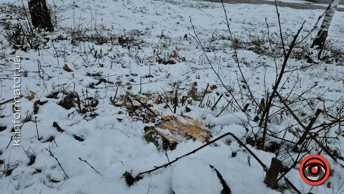 Мораторій на вирубку дерев - лише замилювання очей: на дамбі у Коломиї зрізали берези 12