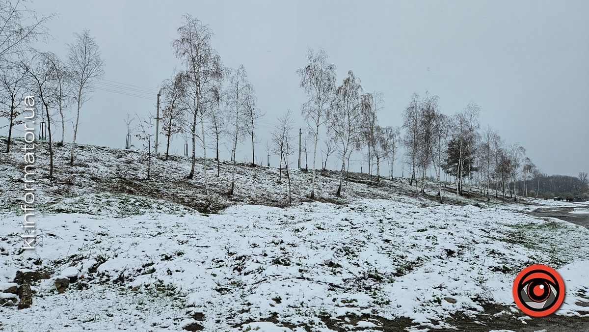 Мораторій на вирубку дерев - лише замилювання очей: на дамбі у Коломиї зрізали берези 4