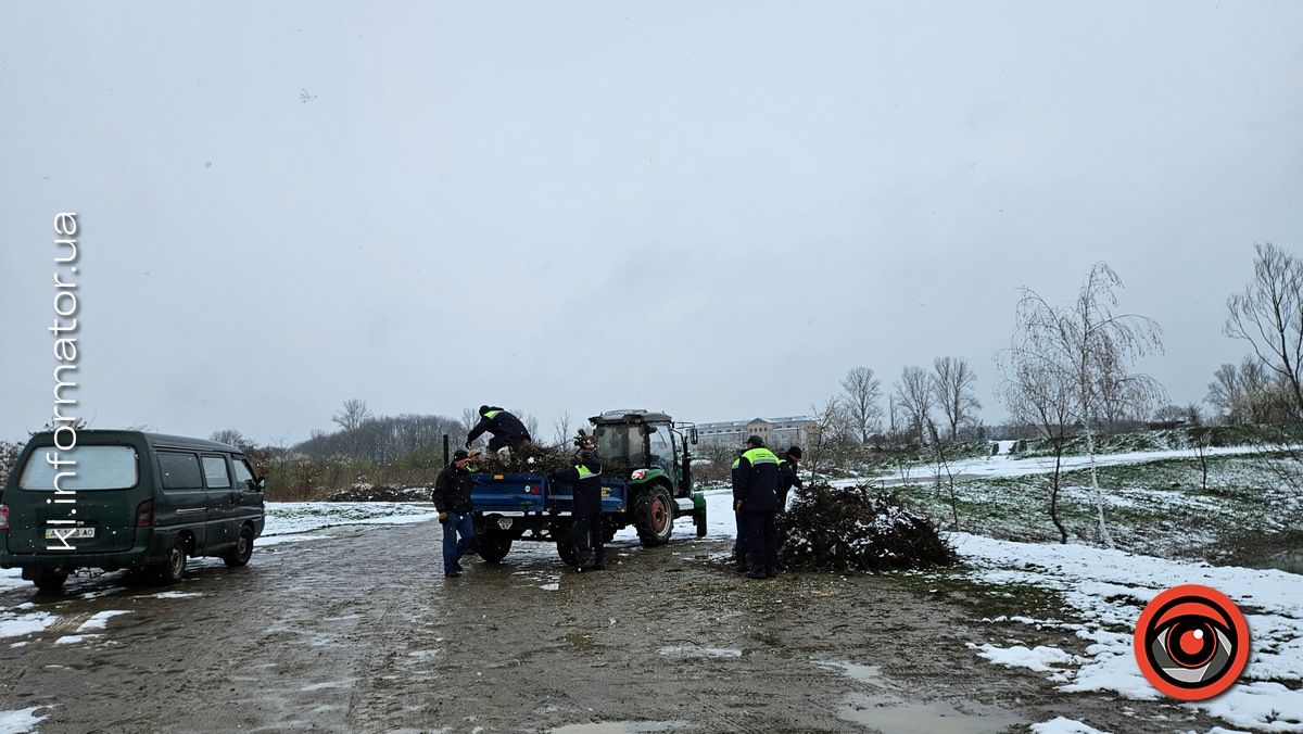 Мораторій на вирубку дерев - лише замилювання очей: на дамбі у Коломиї зрізали берези 14