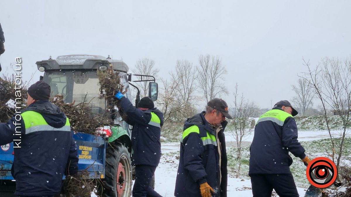 Мораторій на вирубку дерев - лише замилювання очей: на дамбі у Коломиї зрізали берези 21