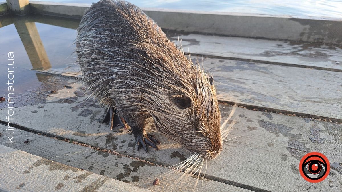 На міському озері в Коломиї оселився новий водяний житель 3