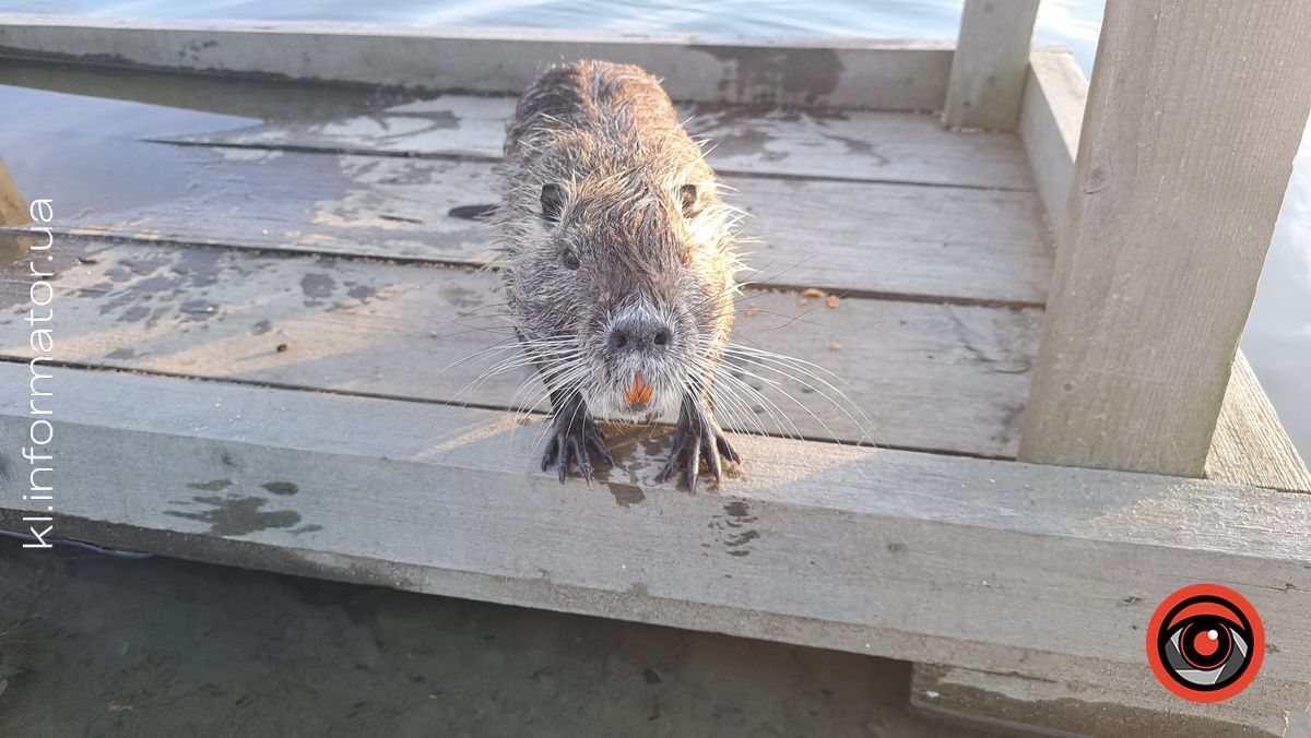 На міському озері в Коломиї оселився новий водяний житель 2