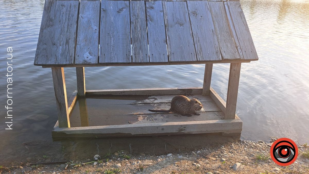 На міському озері в Коломиї оселився новий водяний житель 1