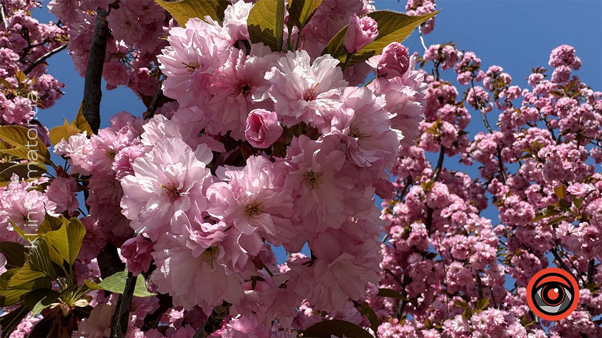 Як цьогоріч у Коломиї розцвіла японська вишня 17