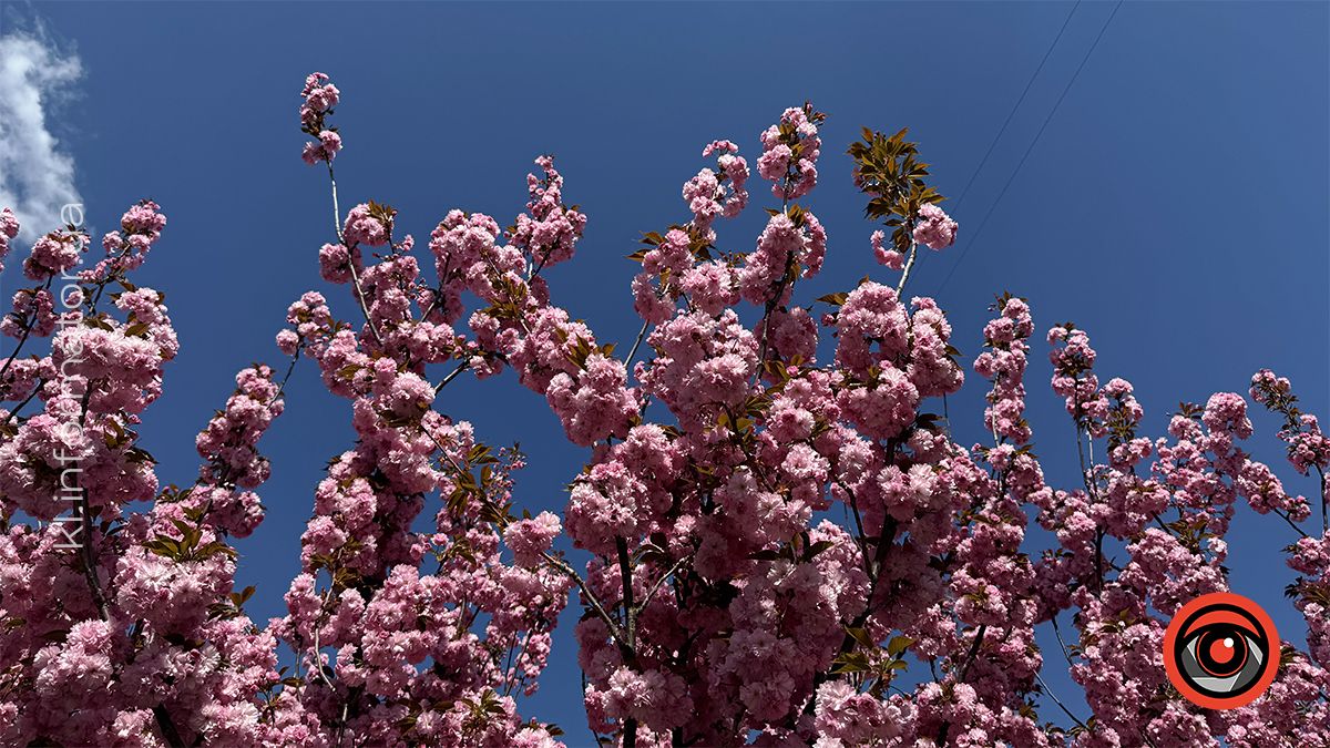 Як цьогоріч у Коломиї розцвіла японська вишня 16