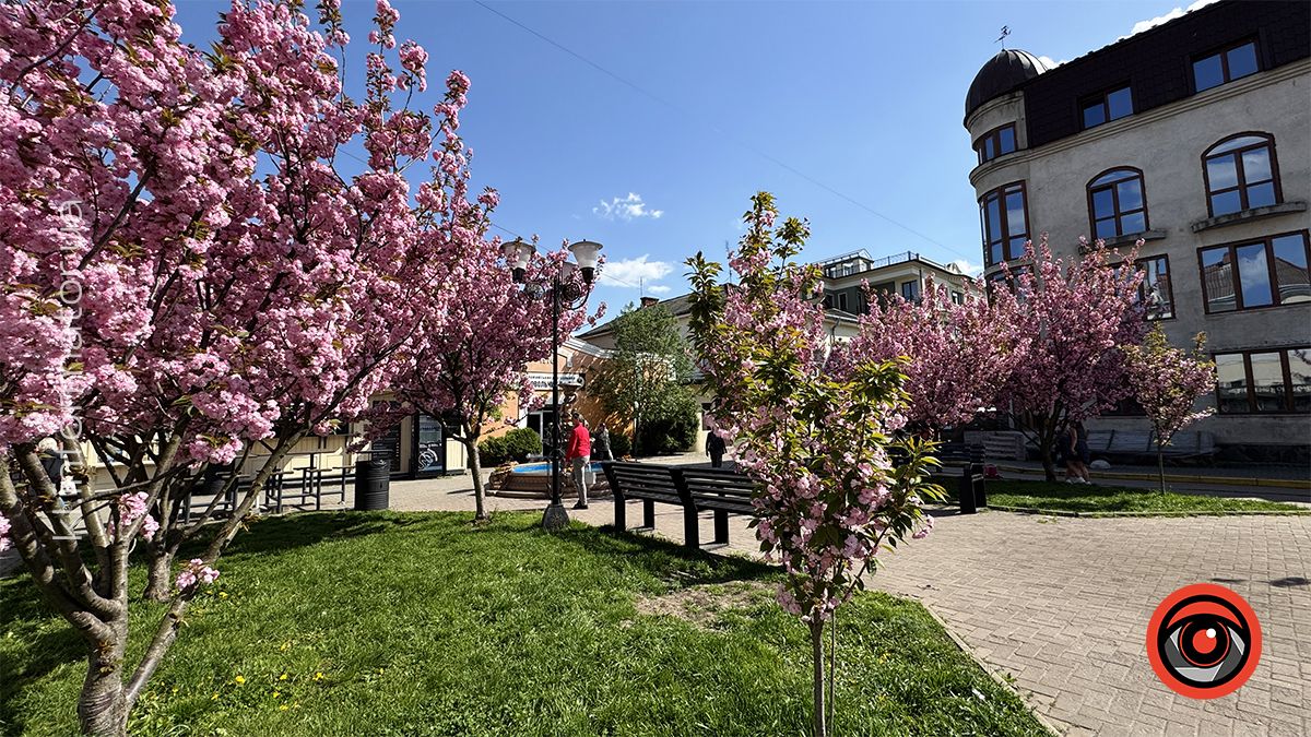 Як цьогоріч у Коломиї розцвіла японська вишня 14