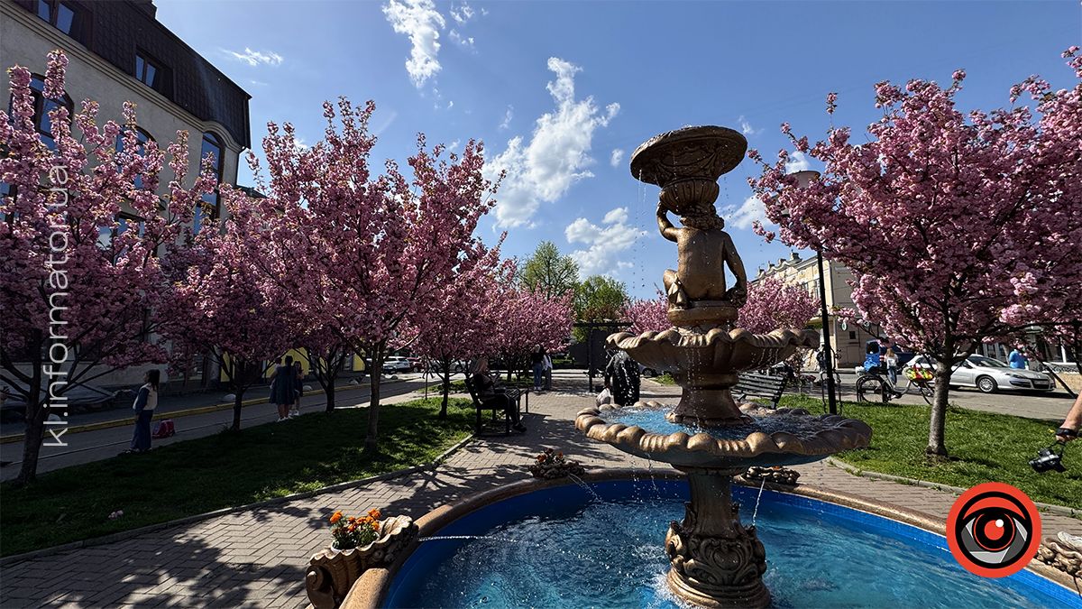 Як цьогоріч у Коломиї розцвіла японська вишня 6