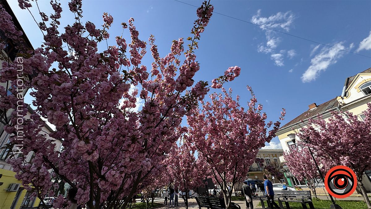 Як цьогоріч у Коломиї розцвіла японська вишня 4