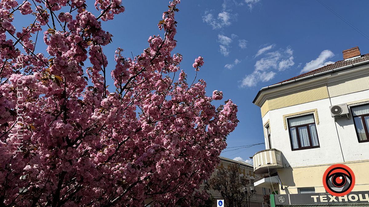 Як цьогоріч у Коломиї розцвіла японська вишня 5