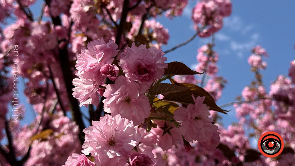 Як цьогоріч у Коломиї розцвіла японська вишня 1