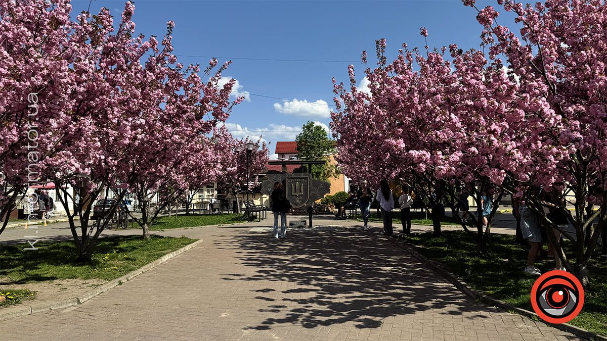 Як цьогоріч у Коломиї розцвіла японська вишня 2
