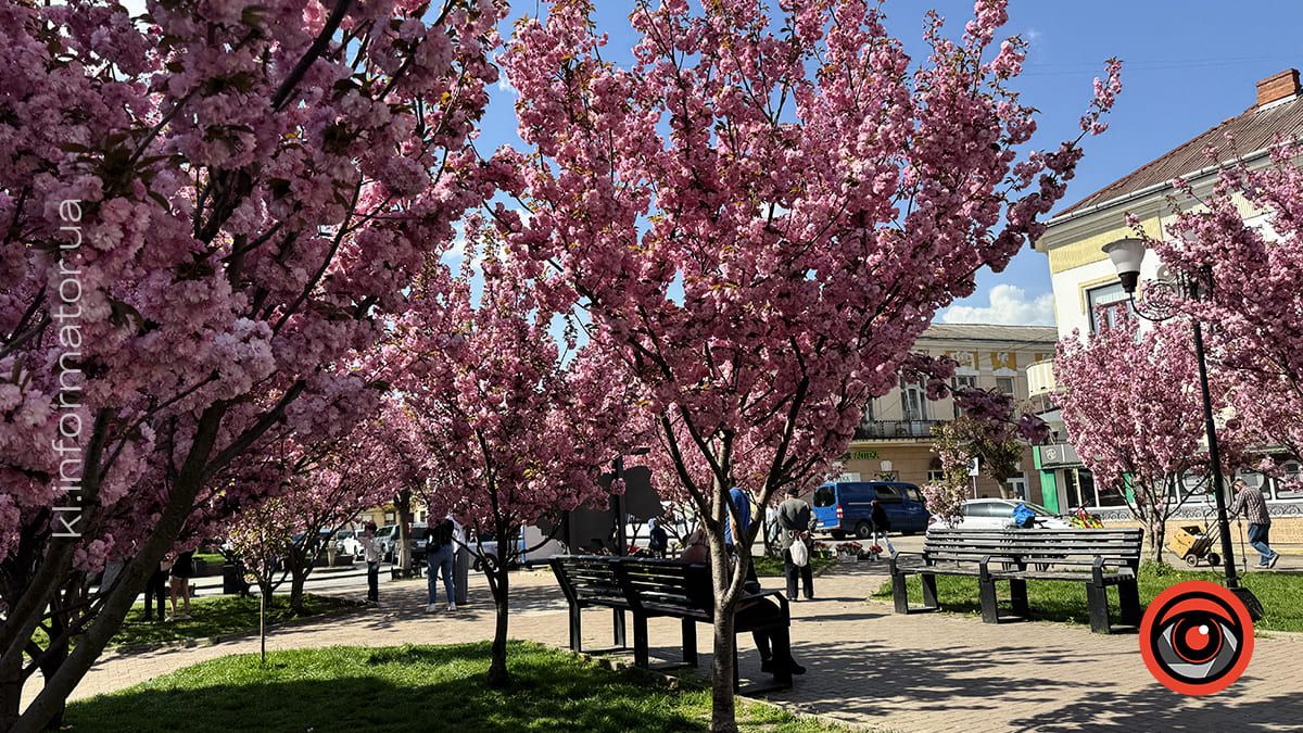 Як цьогоріч у Коломиї розцвіла японська вишня 9