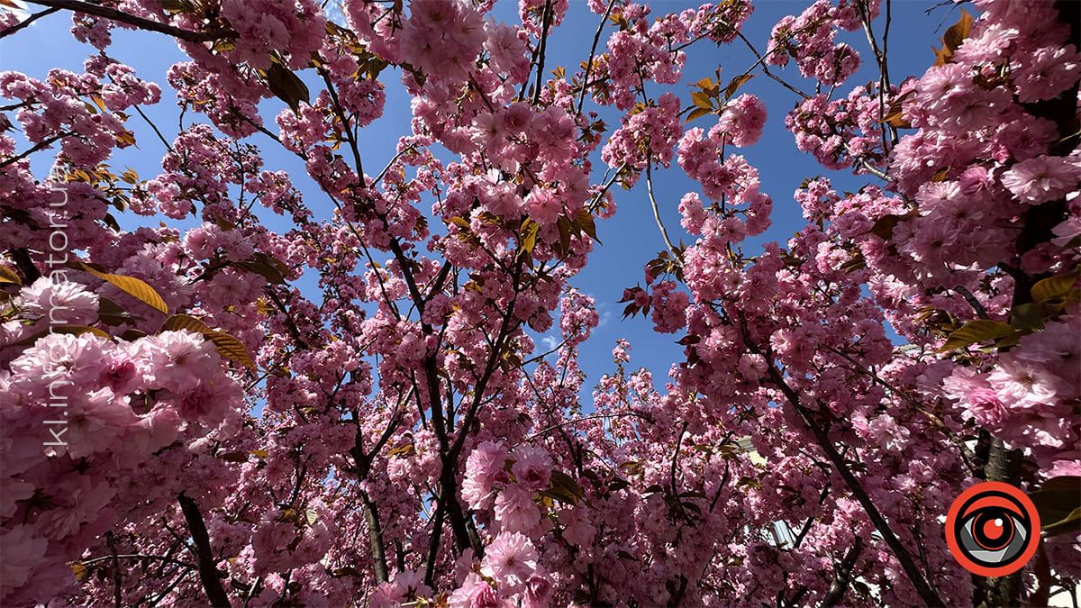 Як цьогоріч у Коломиї розцвіла японська вишня 10