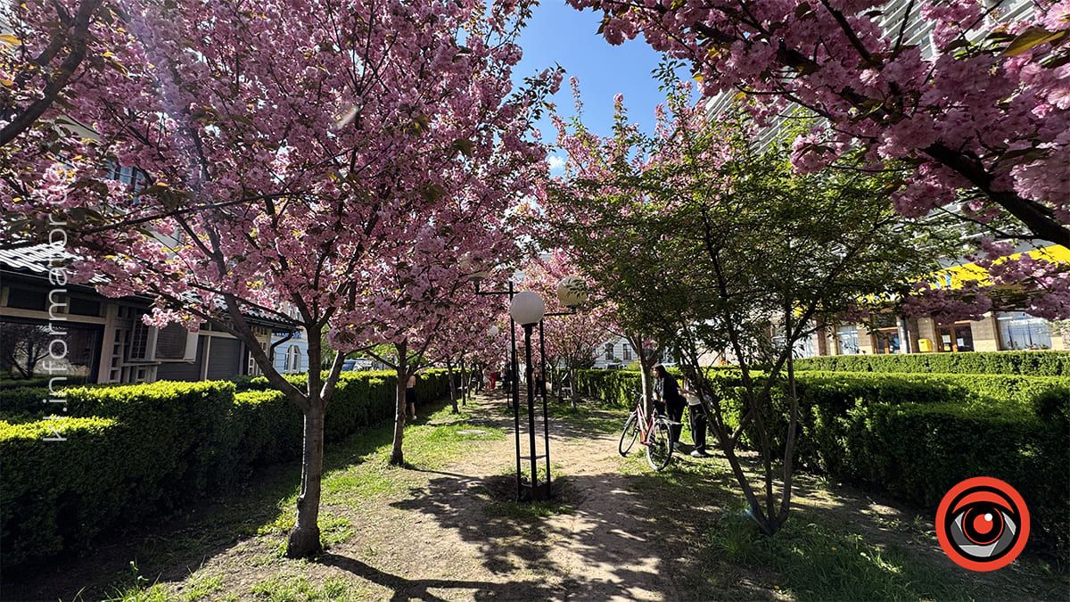 Як цьогоріч у Коломиї розцвіла японська вишня 11