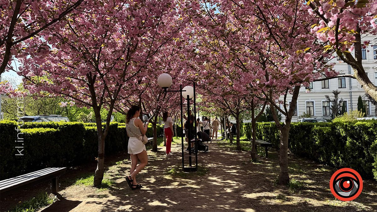 Як цьогоріч у Коломиї розцвіла японська вишня 13