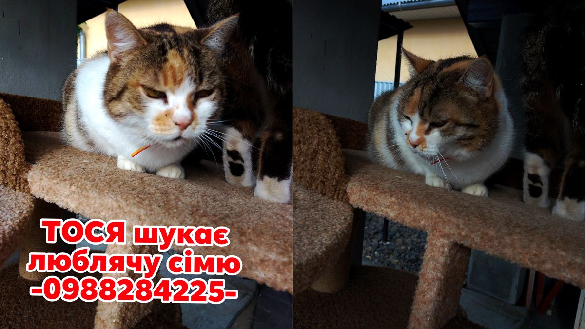 Чотирилапі з Коломиї шукають нові домівки 1