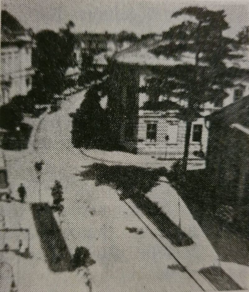 Унікальне дерево-тризуб у Коломиї має більше 100 років. Чи варто його зрізати? 1