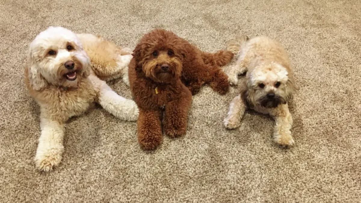 Цей день в календарі: свята, прикмети та іменини 1 травня