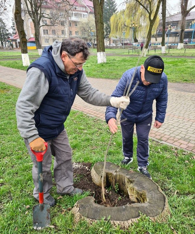 У міському парку Снятина висадили кілька сотень дерев 1
