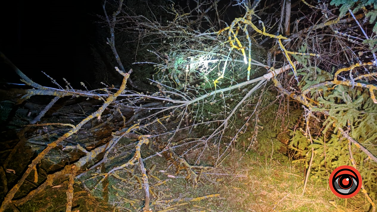 У Заболотівській громаді дерево впало на газопровід 1