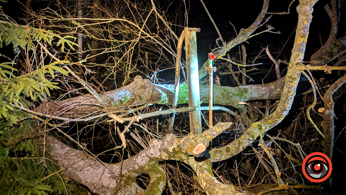 У Заболотівській громаді дерево впало на газопровід 2