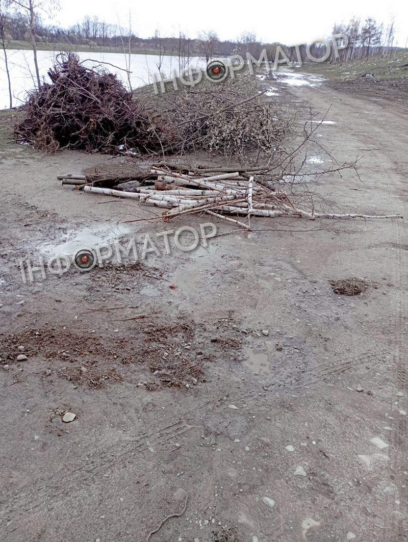 Мораторій на вирубку дерев - лише замилювання очей: на дамбі у Коломиї зрізали берези 1