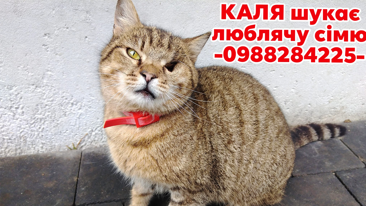 Пухнастики з Коломиї, які досі шукають свою родину 1