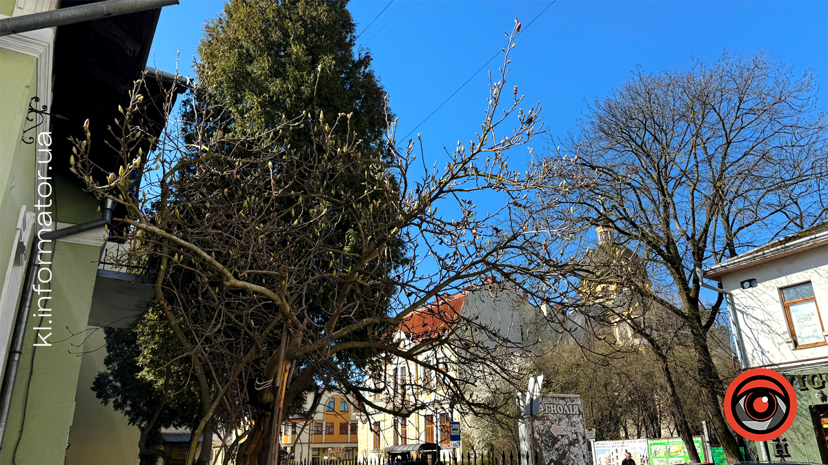 Миті ніжності: як магнолія прикрасила Коломию 12