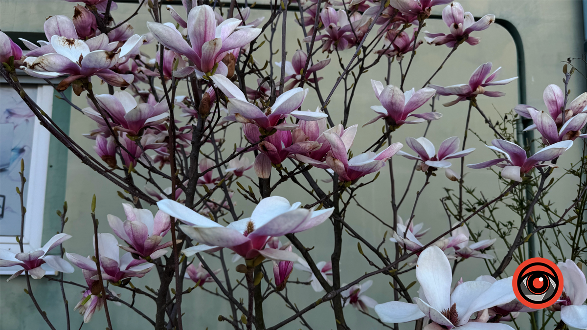 Миті ніжності: як магнолія прикрасила Коломию 14