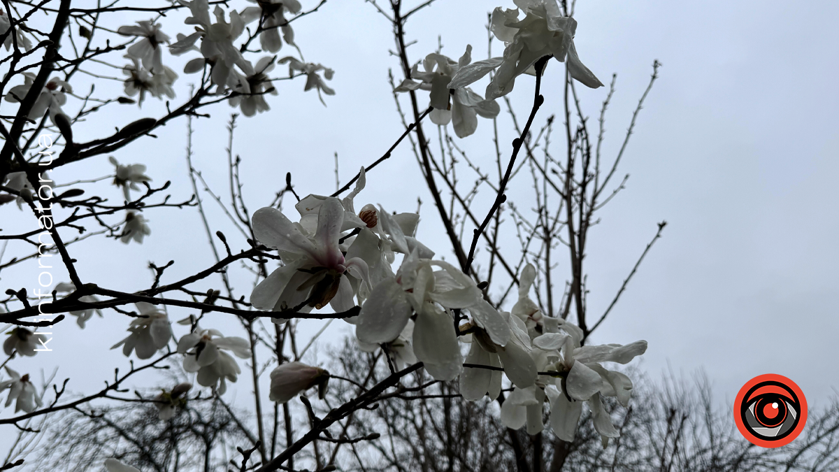 Миті ніжності: як магнолія прикрасила Коломию 11