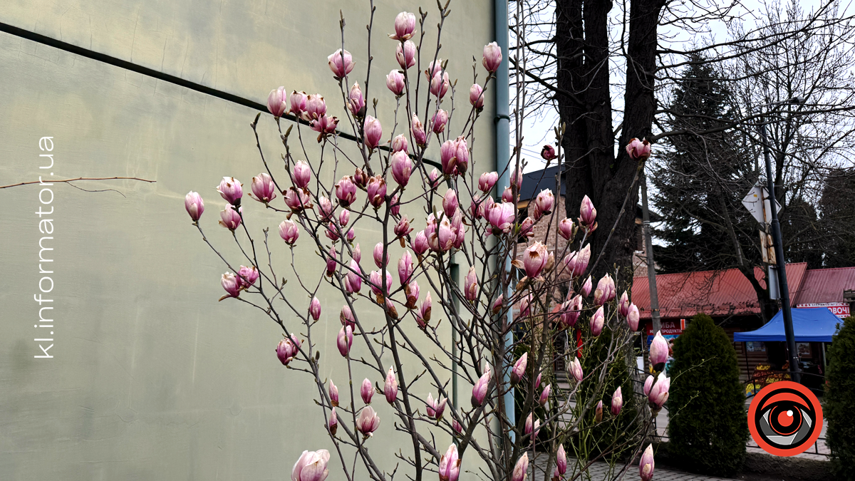 Миті ніжності: як магнолія прикрасила Коломию 10