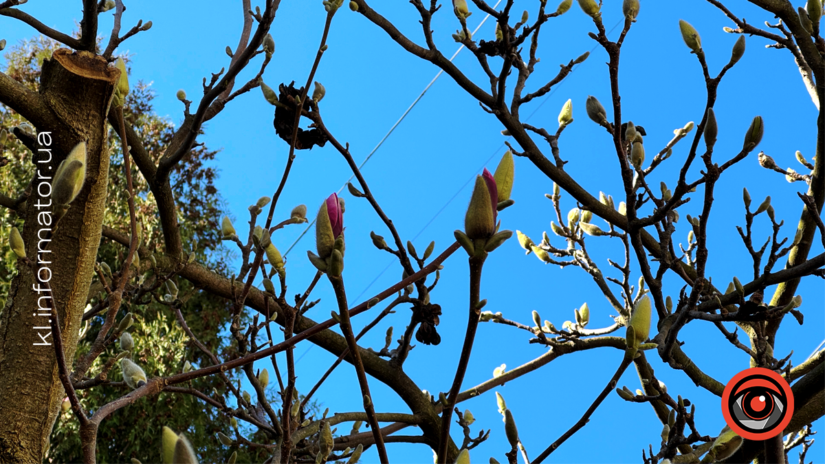 Миті ніжності: як магнолія прикрасила Коломию 1