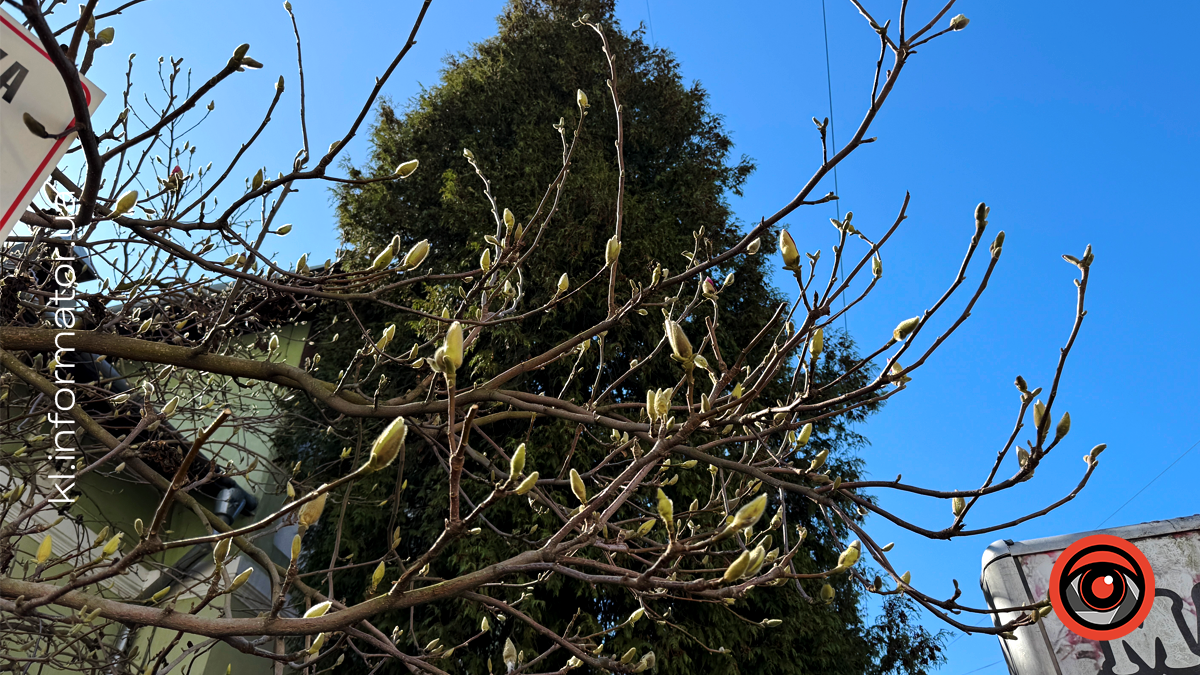 Миті ніжності: як магнолія прикрасила Коломию 9