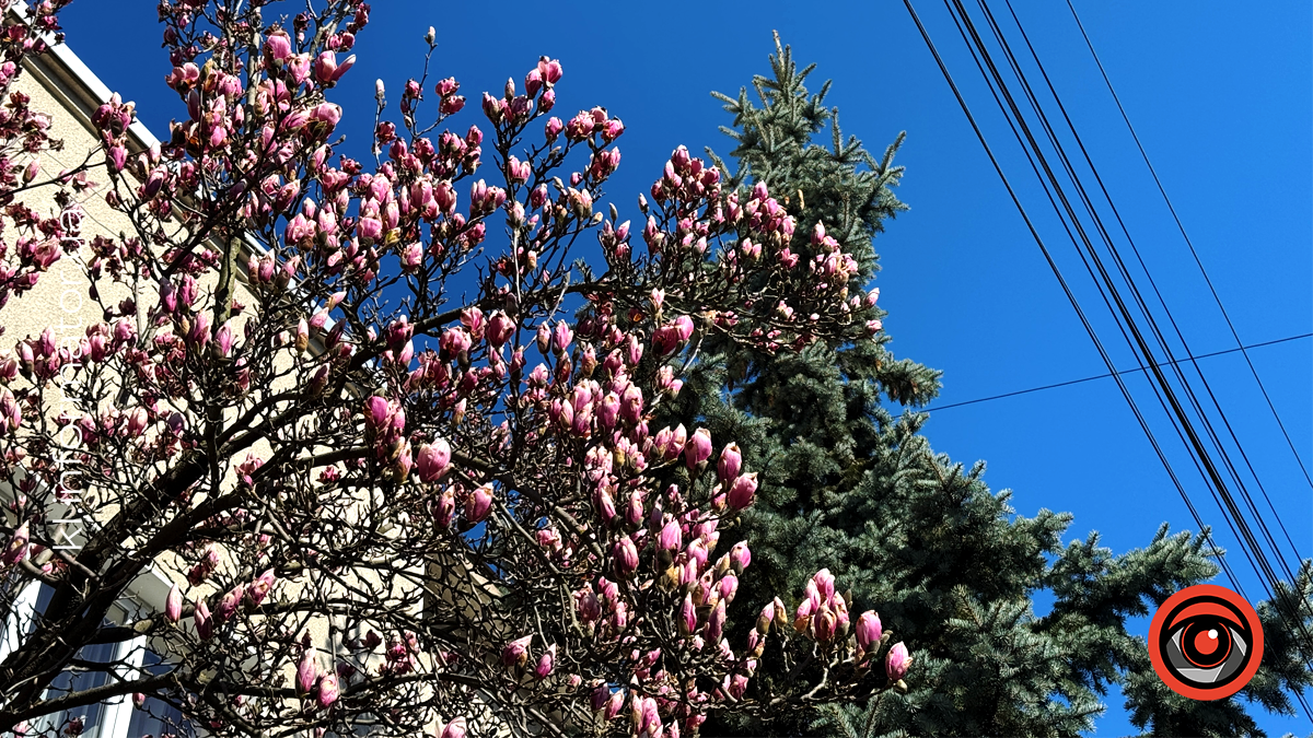 Миті ніжності: як магнолія прикрасила Коломию 8