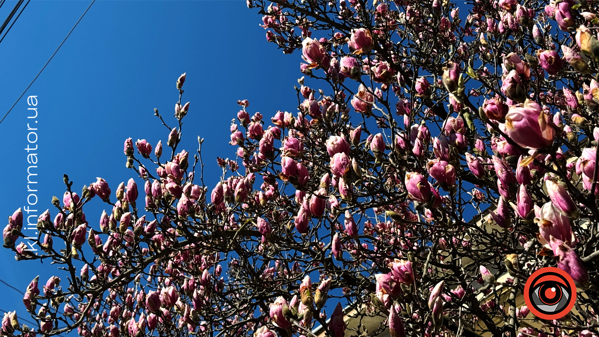 Миті ніжності: як магнолія прикрасила Коломию 6