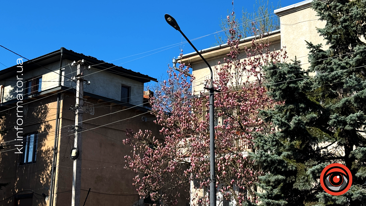 Миті ніжності: як магнолія прикрасила Коломию 5