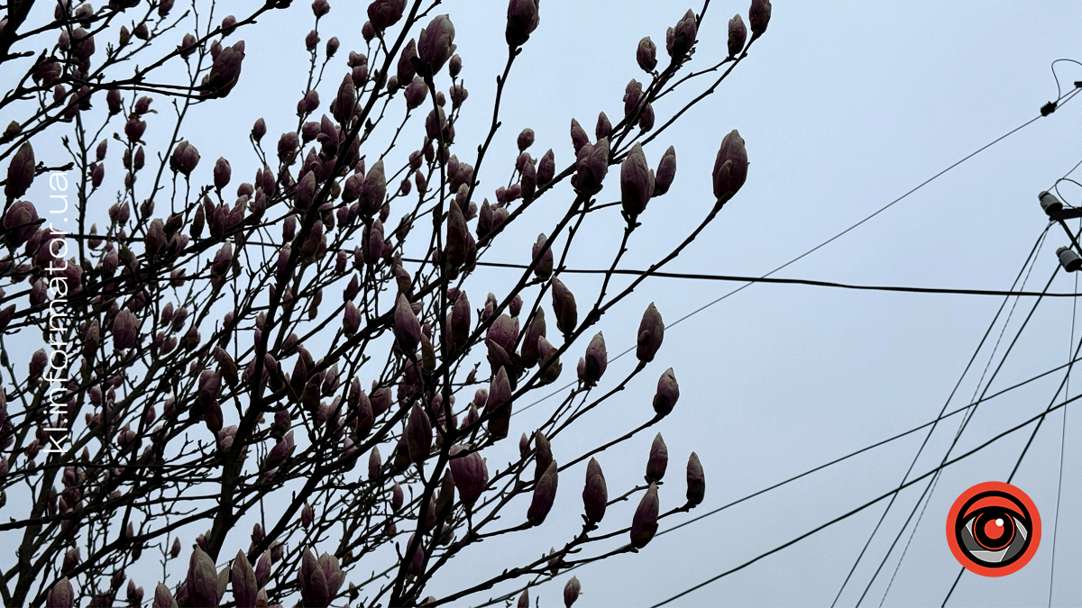 Миті ніжності: як магнолія прикрасила Коломию 4