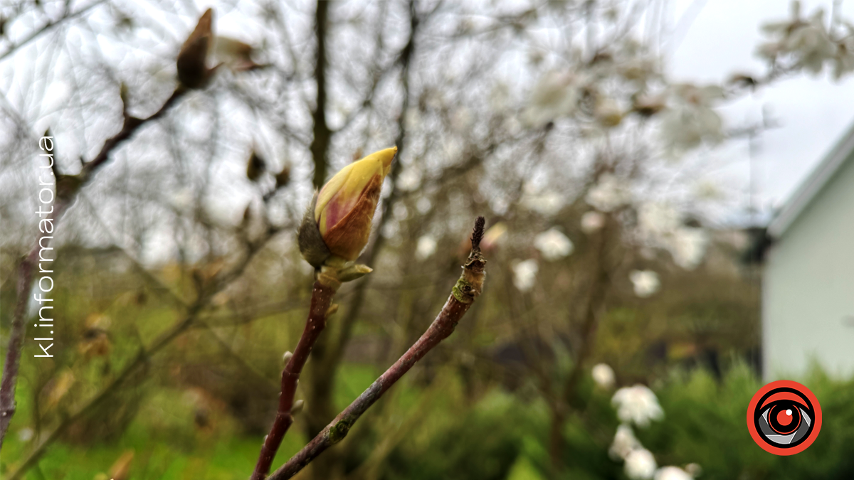 Миті ніжності: як магнолія прикрасила Коломию 3