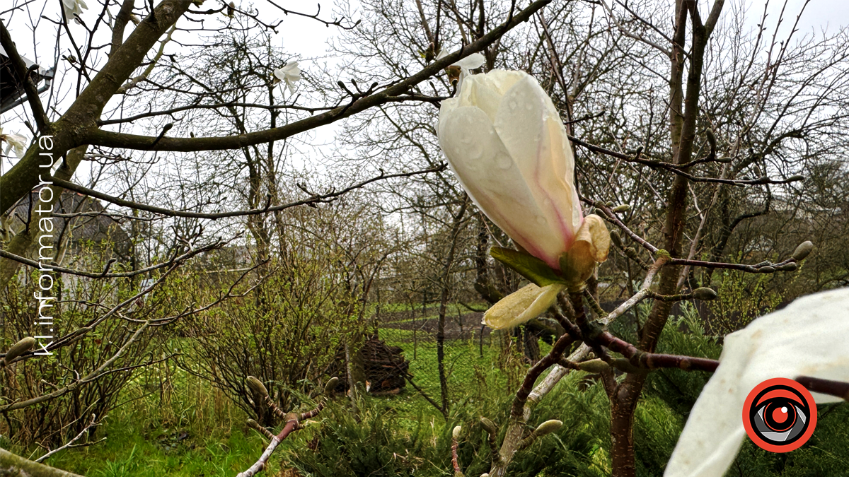 Миті ніжності: як магнолія прикрасила Коломию 2