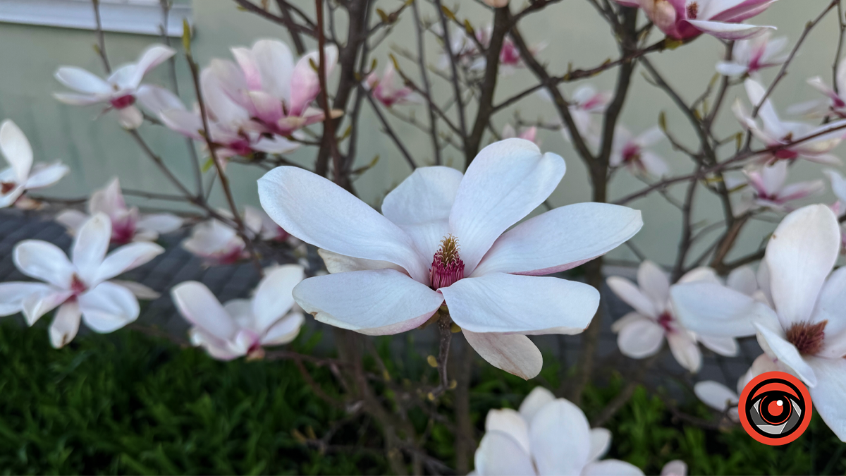 Миті ніжності: як магнолія прикрасила Коломию 13