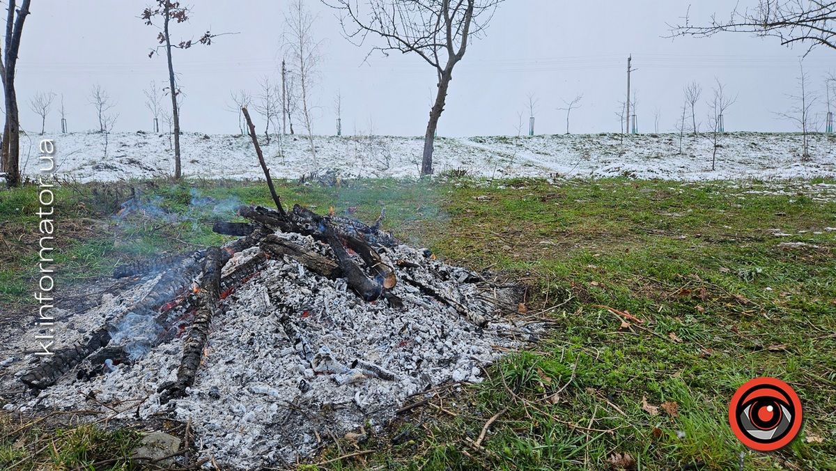 Мораторій на вирубку дерев - лише замилювання очей: на дамбі у Коломиї зрізали берези 3