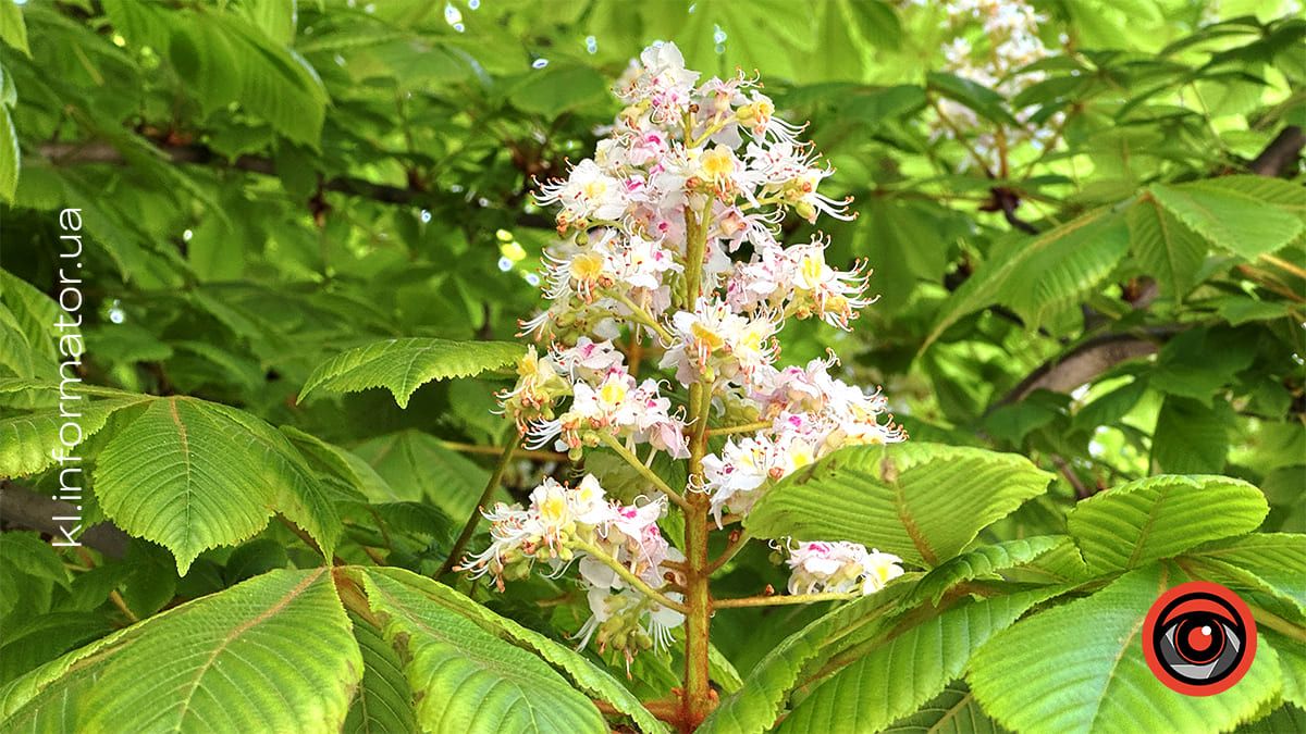 Травнева краса: У Коломиї зацвіли каштани 12